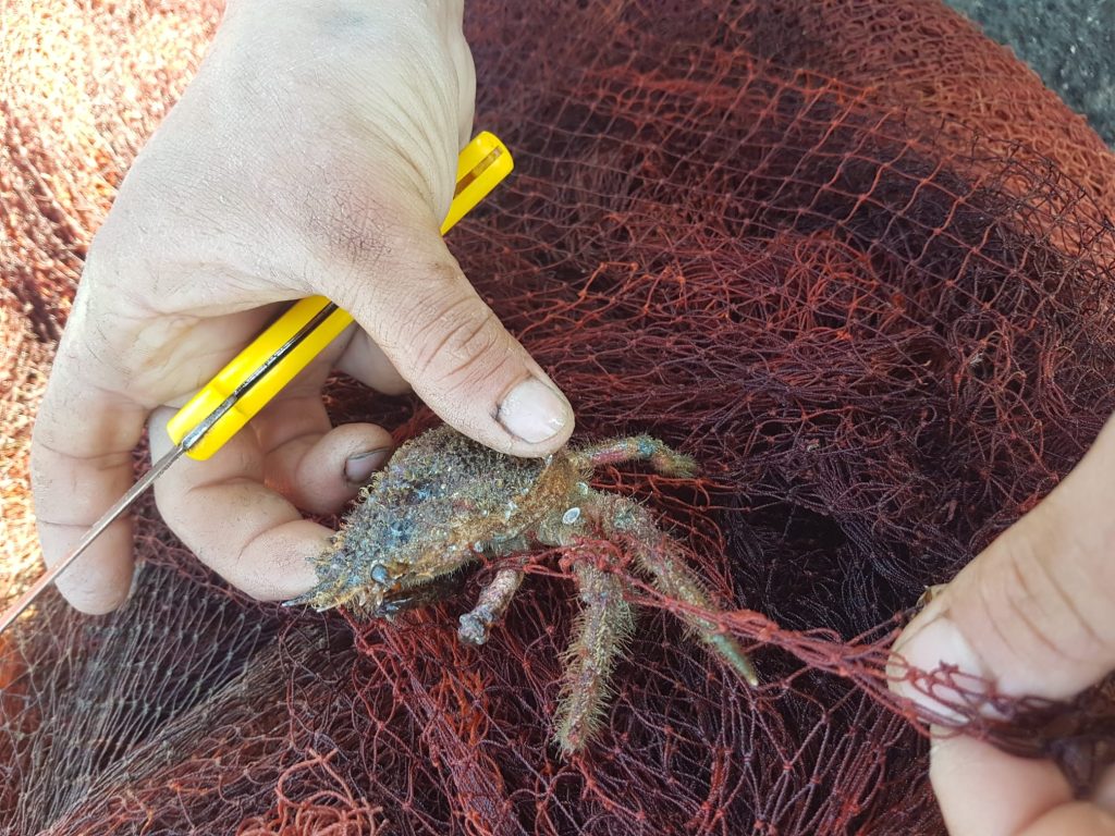 Regno Di Nettuno Recuperata Rete Fantasma Di 100 Metri Nel Mare Di