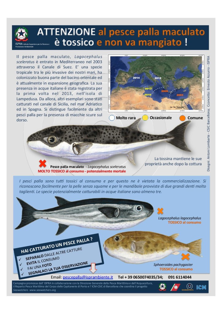 Locandina_pesce_palla-page-001